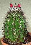 Melocactus mazelianus Rio Orenoque, Venezuela JB (small quantity)